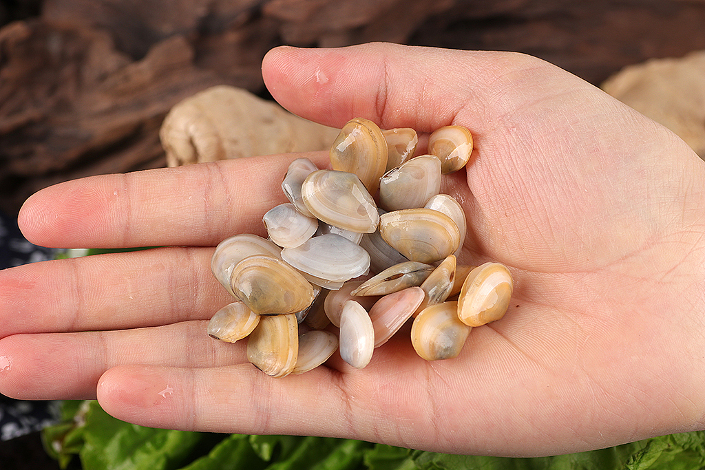 大海瓜子丨名副其实的小小贝类生物丨飞鸟电商