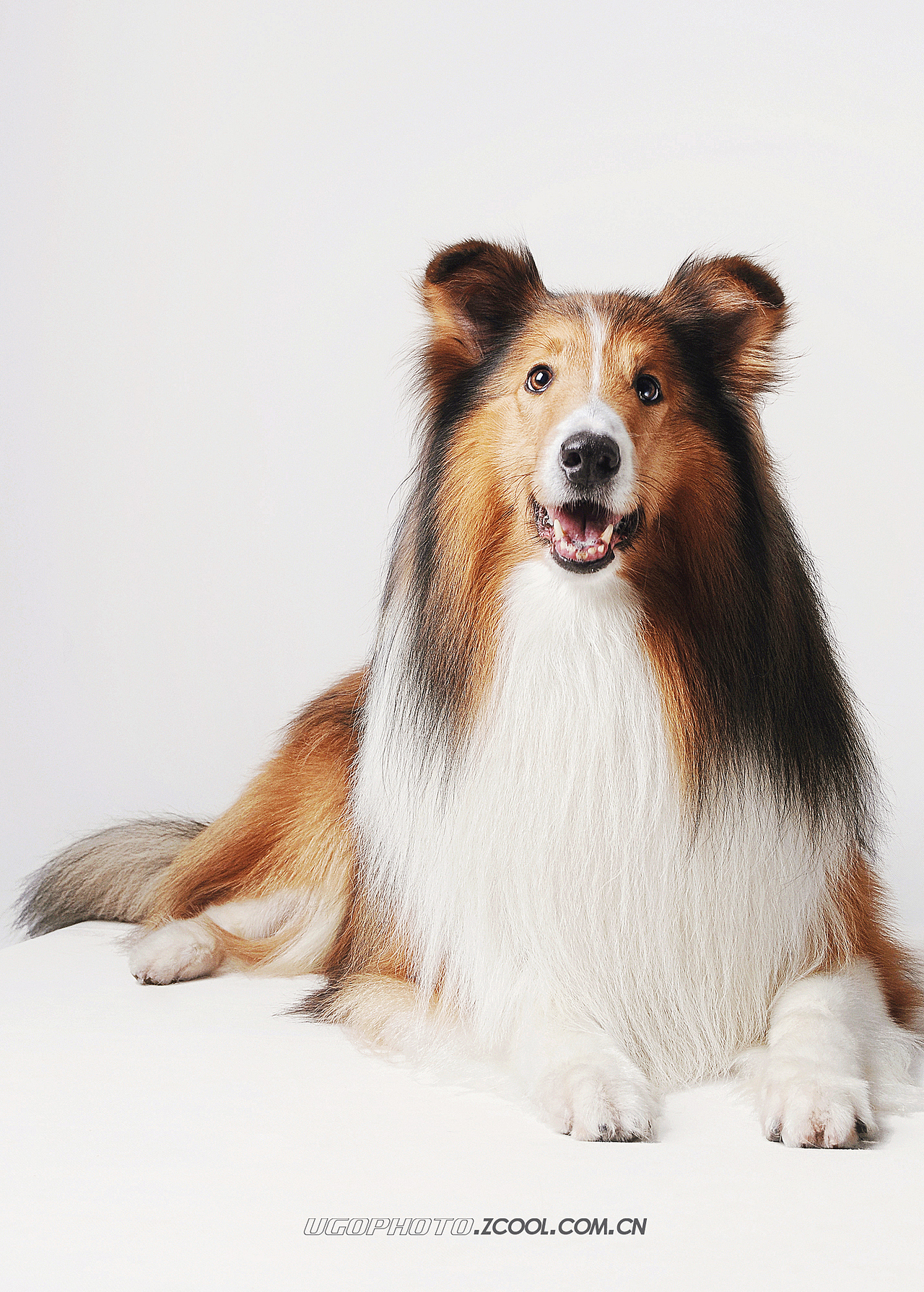 real smile笑的渐进式【动物摄影师何某某个人作品25】