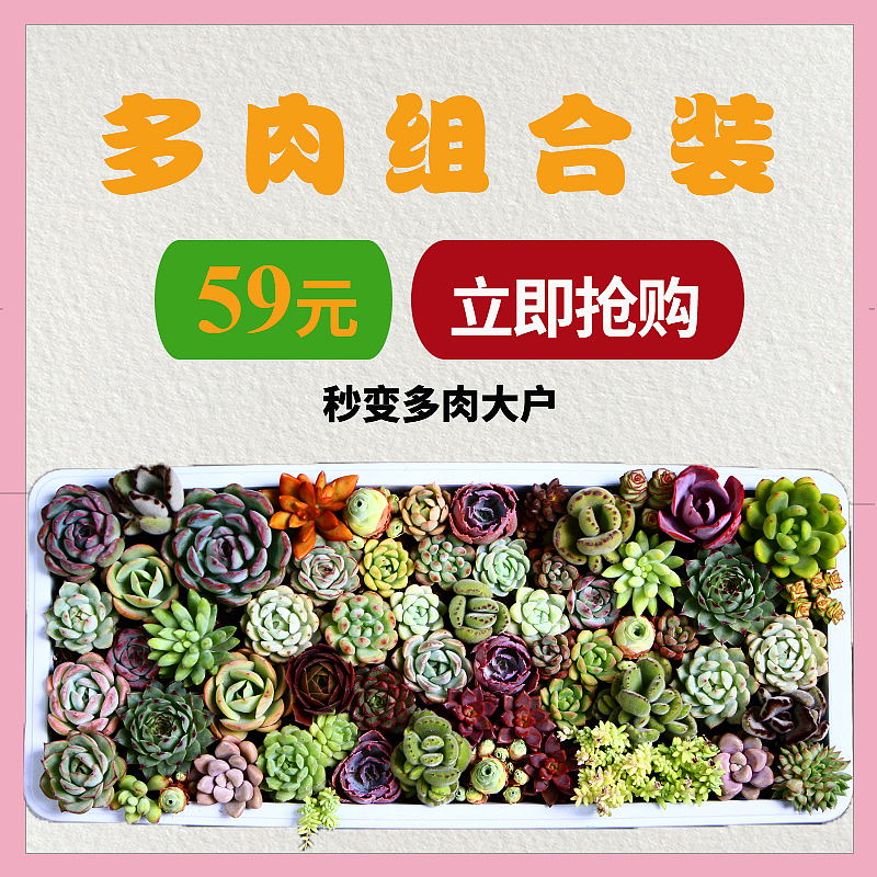 多肉主图（图ZMTgzMzkzMjA4） - 电商 - 站酷设计师苍梧弥泥原创素材 - 站酷ZCOOL