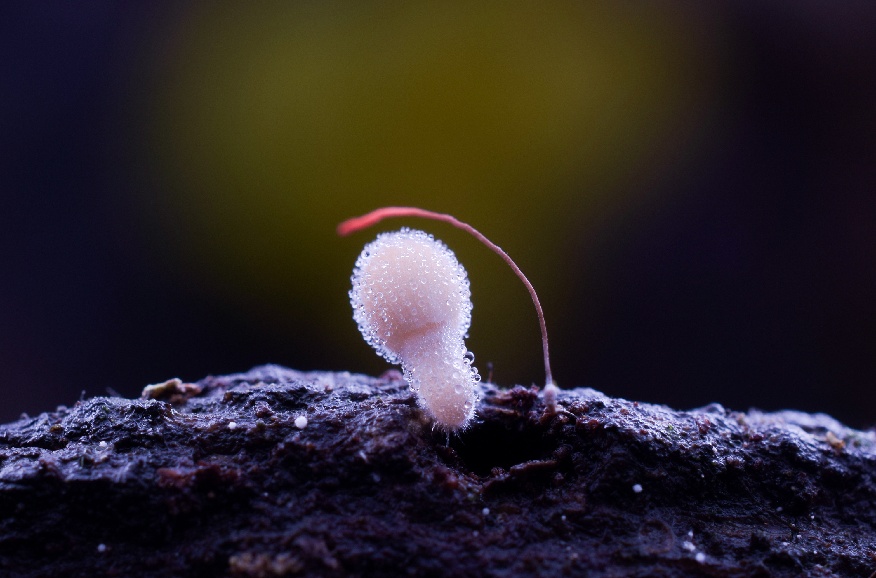 菌|摄影|风光摄影|佘辛亢 - 原创作品 - 站酷 (zcool)