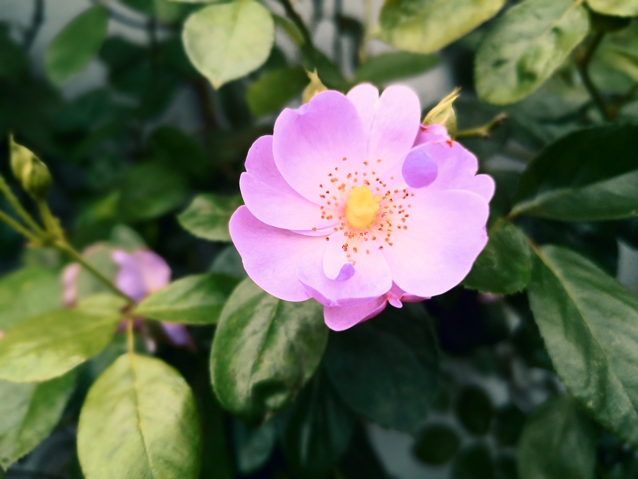 花开花落终有时
