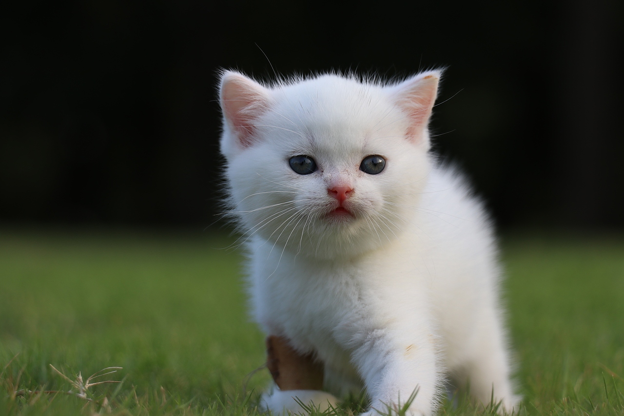 803英短纯白-公-34day478g