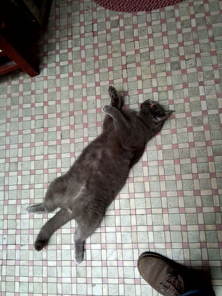 我家熊蛋~（图ZMjYyODI3NDg=） - 宠物摄影 - 站酷设计师红绿双人原创素材 - 站酷ZCOOL