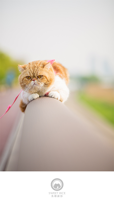 加菲阿宝和乱入的东西（图ZNDY1NjQ1MzY=） - 宠物摄影 - 站酷设计师挂糖原创素材 - 站酷ZCOOL