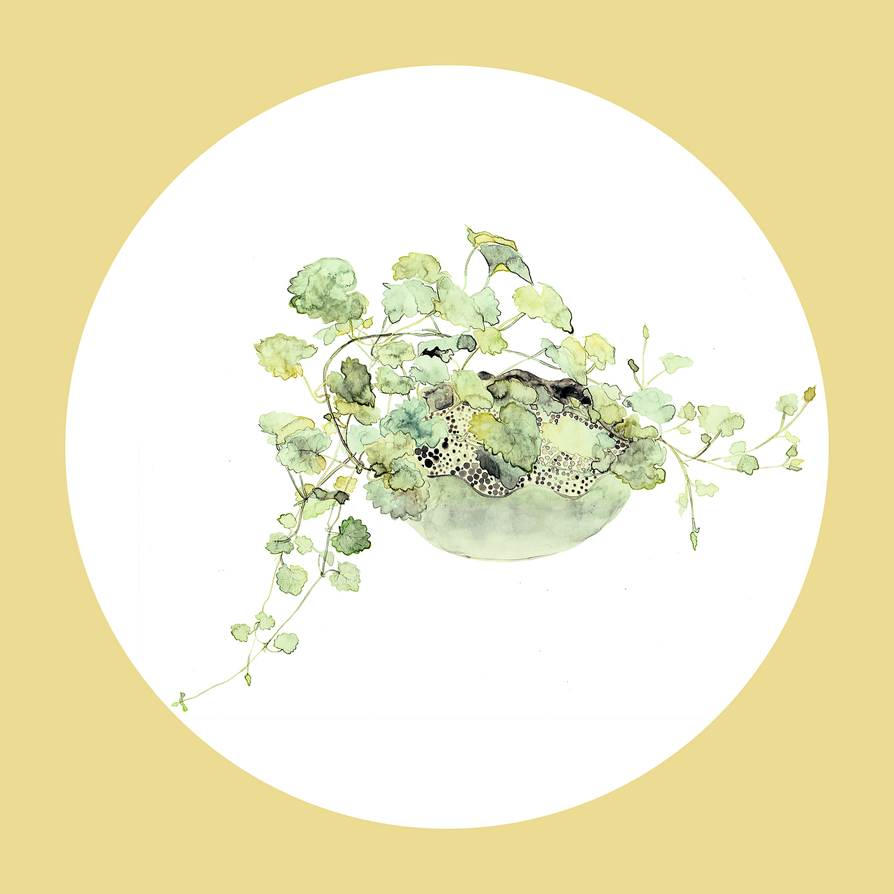 植物生长——连钱草（图ZMTAxNDE5ODky） - 创作习作 - 站酷设计师77糖小逗原创素材 - 站酷ZCOOL