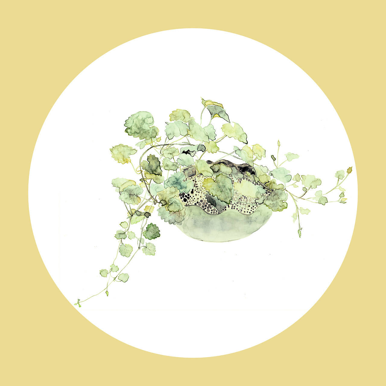 植物生长——连钱草