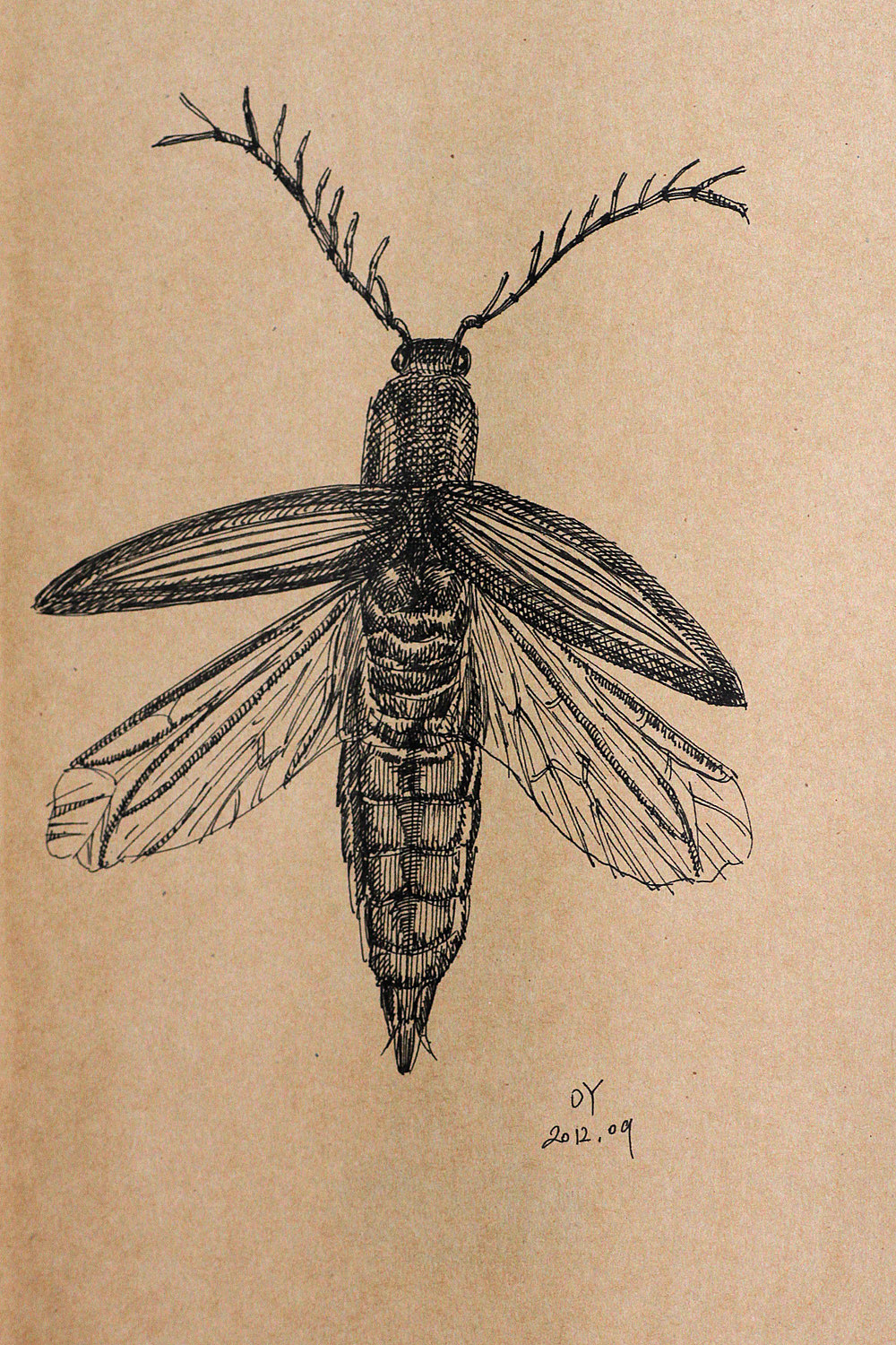 oy手绘:昆虫速写