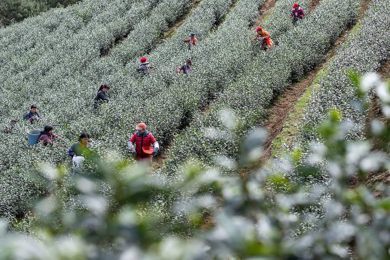 2019年2月16日,重庆市南川区南城街道半溪河社区茶农在采摘早春茶。