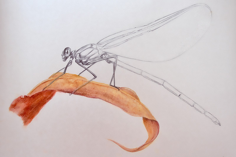 oy彩色圆珠笔画蜻蜓