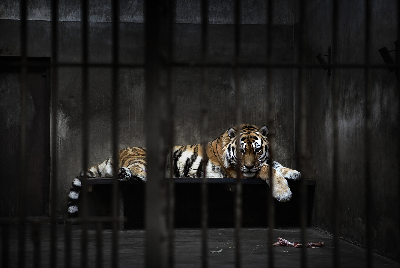 有些动物靠炽热地发光!不羁的灵魂摄人心魄,纵然囚于笼中,傲骨不散.