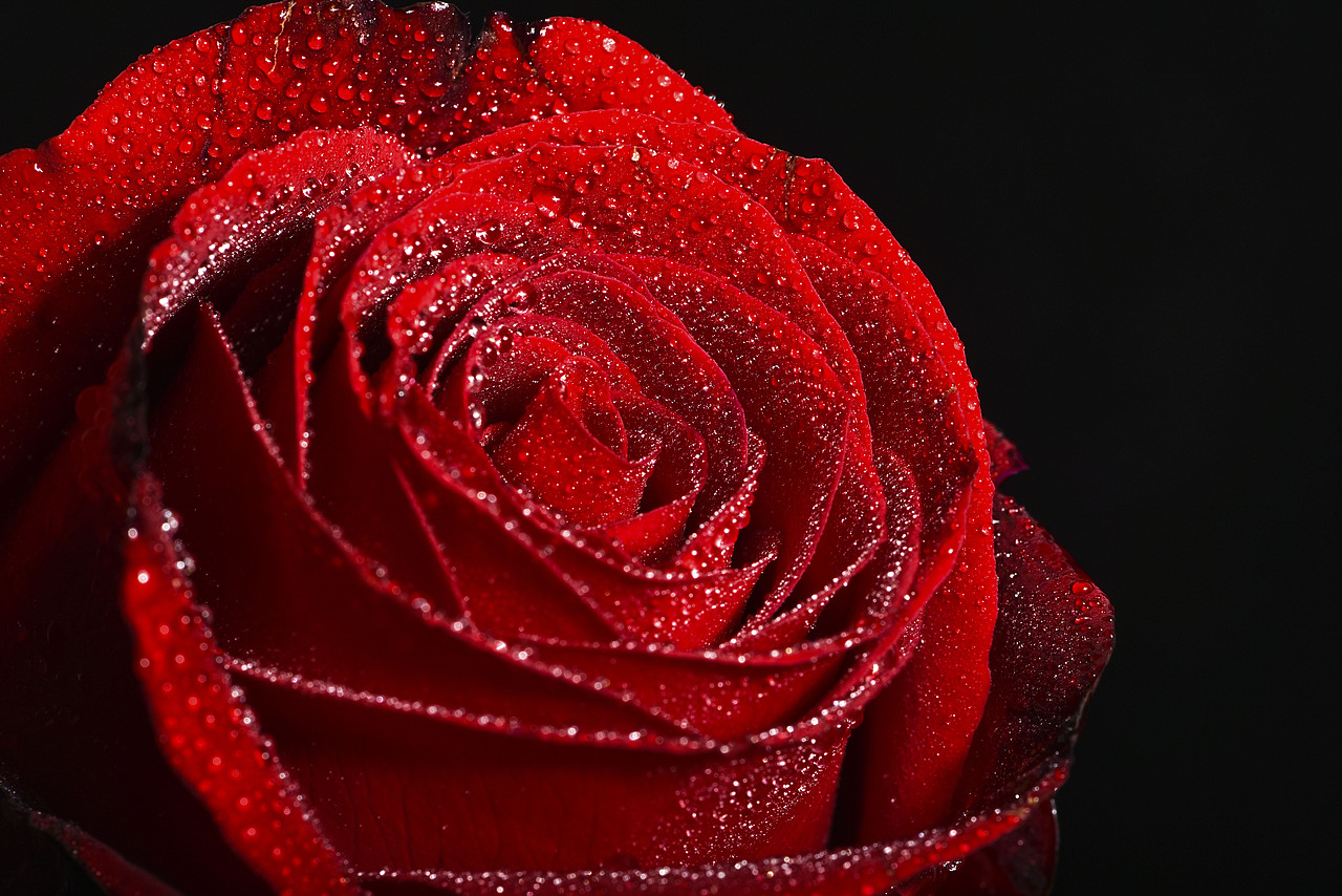 花卉红玫瑰拍摄