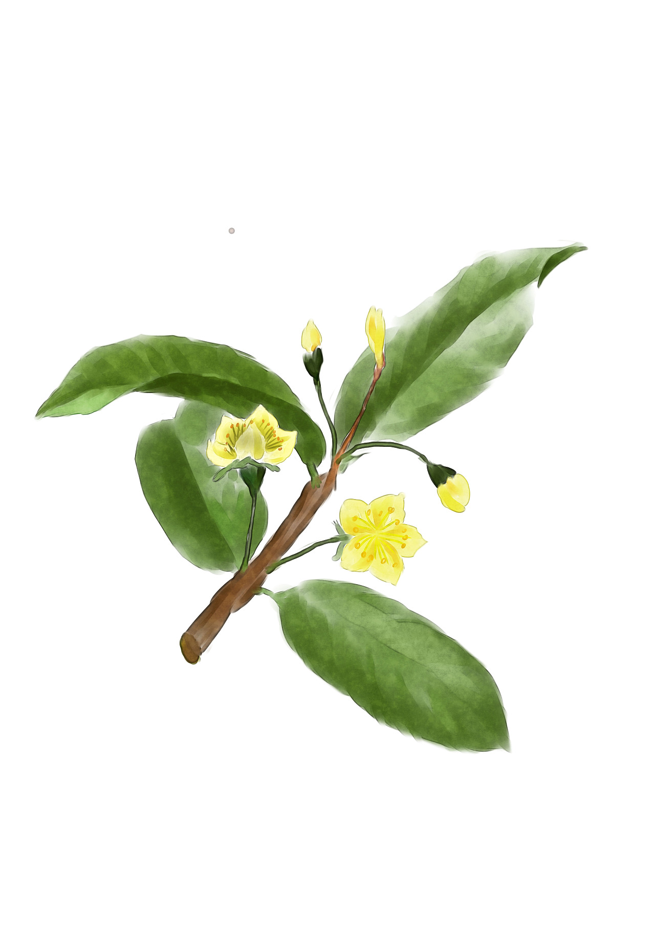 客逢本草 水彩中草药|插画|创作习作|artdo啊杜 - 原创作品 - 站酷