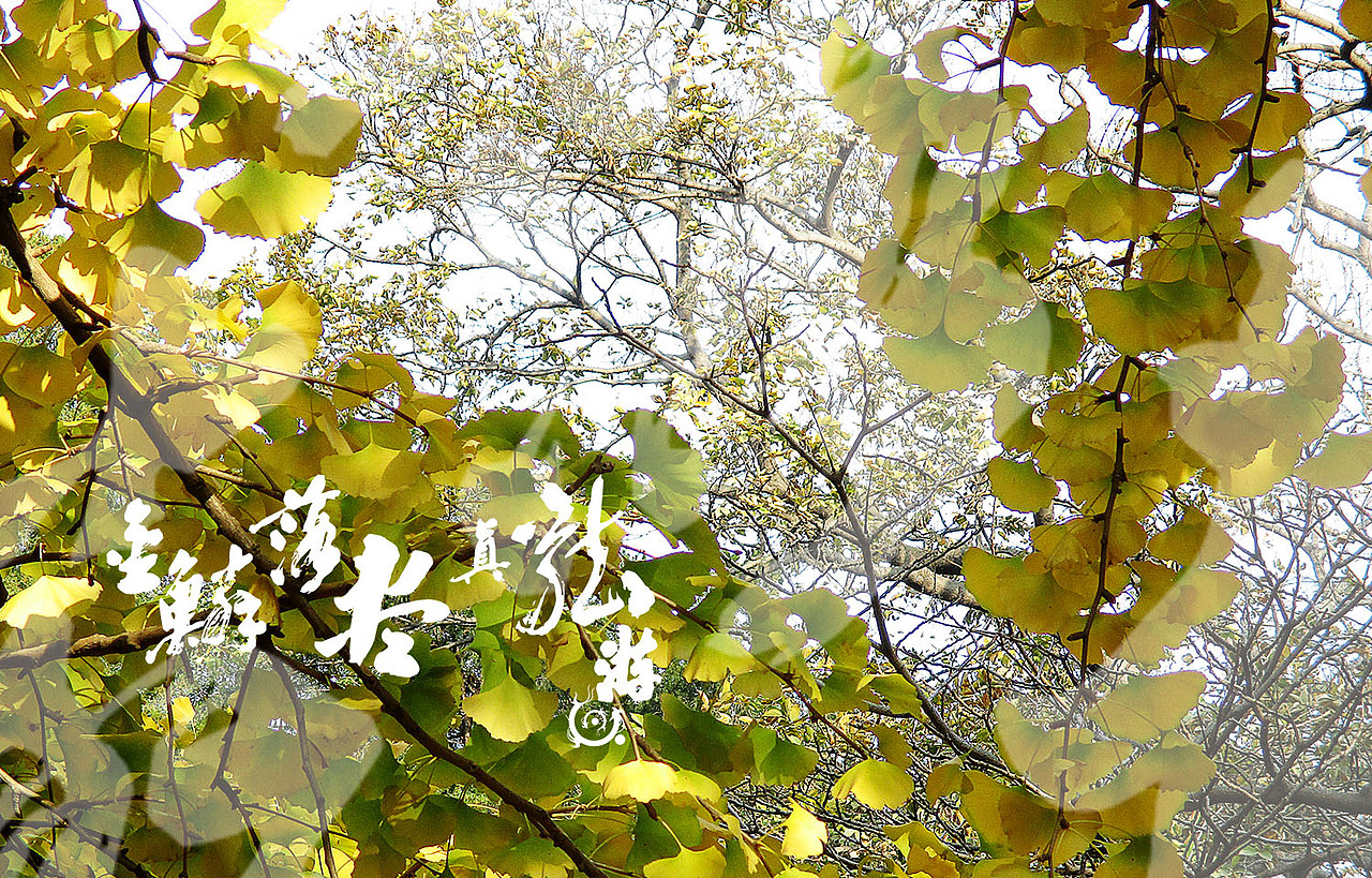 金鳞落尽真龙游 题金黄银杏叶
