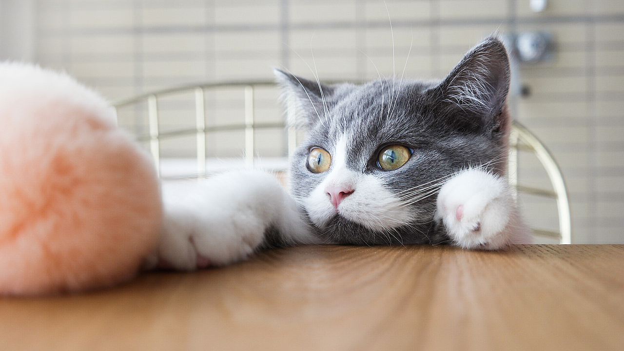 小短腿，就是够不着！（图ZOTI2NzA1NjQ=） - 宠物摄影 - 站酷设计师浪野樱花原创素材 - 站酷ZCOOL