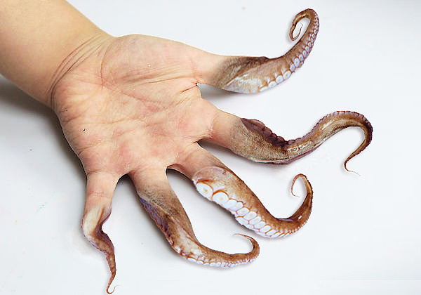 一直喜欢吃鱿鱼之类的生物,现在在我手中.有没有被吓倒呢?