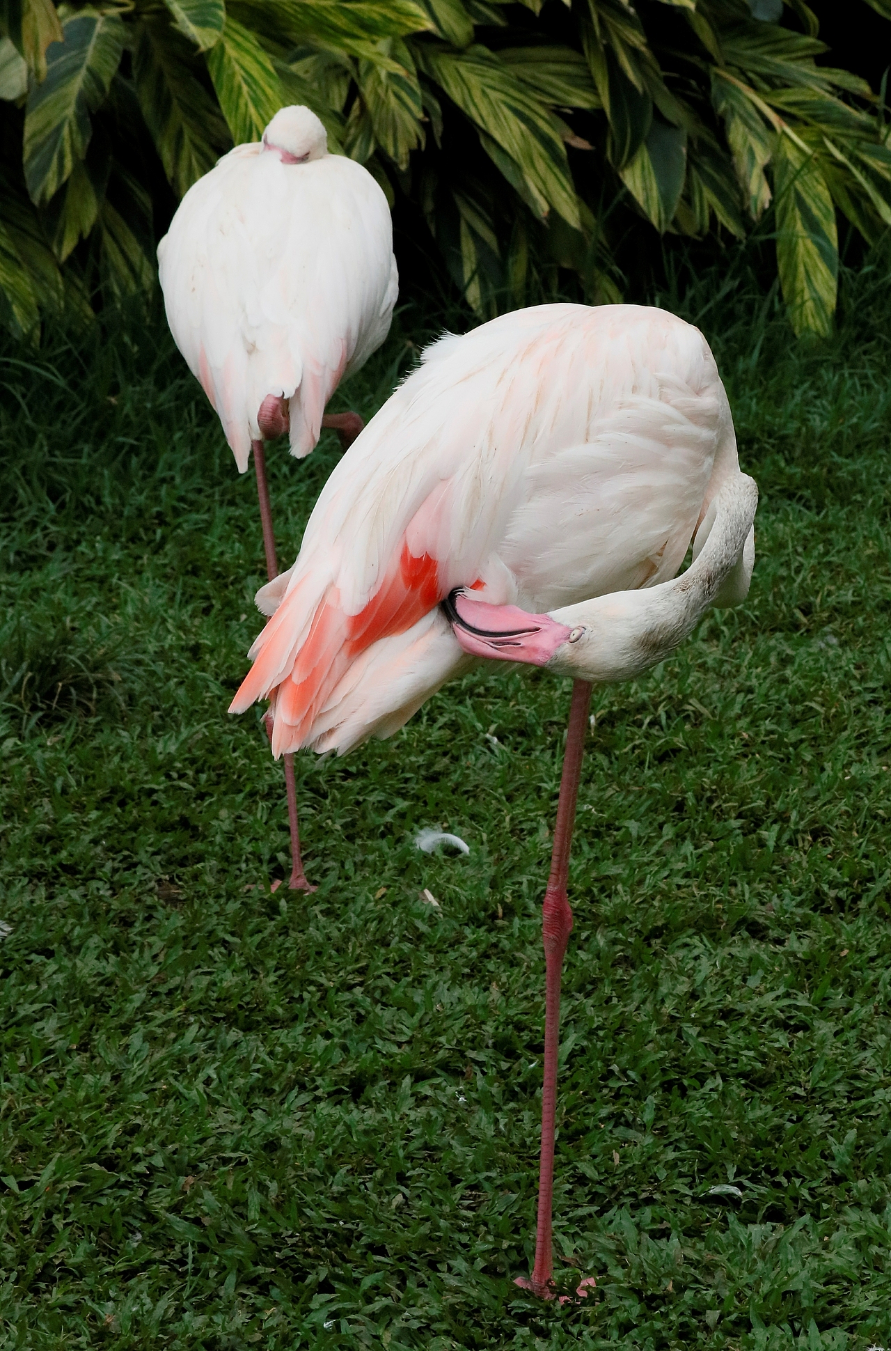 长隆飞鸟乐园-动物趣闻（图ZMjQ5NTYwMTg0） - 其他摄影 - 站酷设计师飞天猪猫原创素材 - 站酷ZCOOL