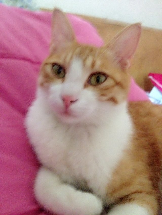 辛勤的猫奴一枚（图ZMjYxMDQwODg=） - 其他 - 站酷设计师夏尛寞滴原创素材 - 站酷ZCOOL