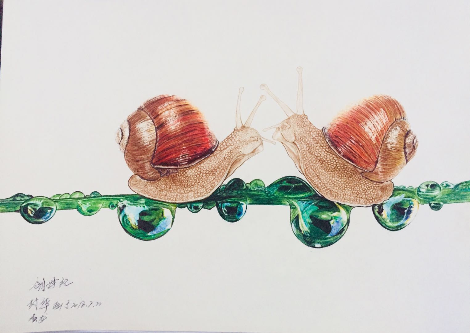 马蒂斯的作品蜗牛图片