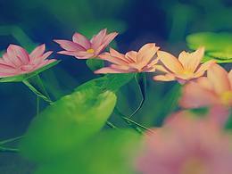 西安赤鸟文化/三维制作/三维动画