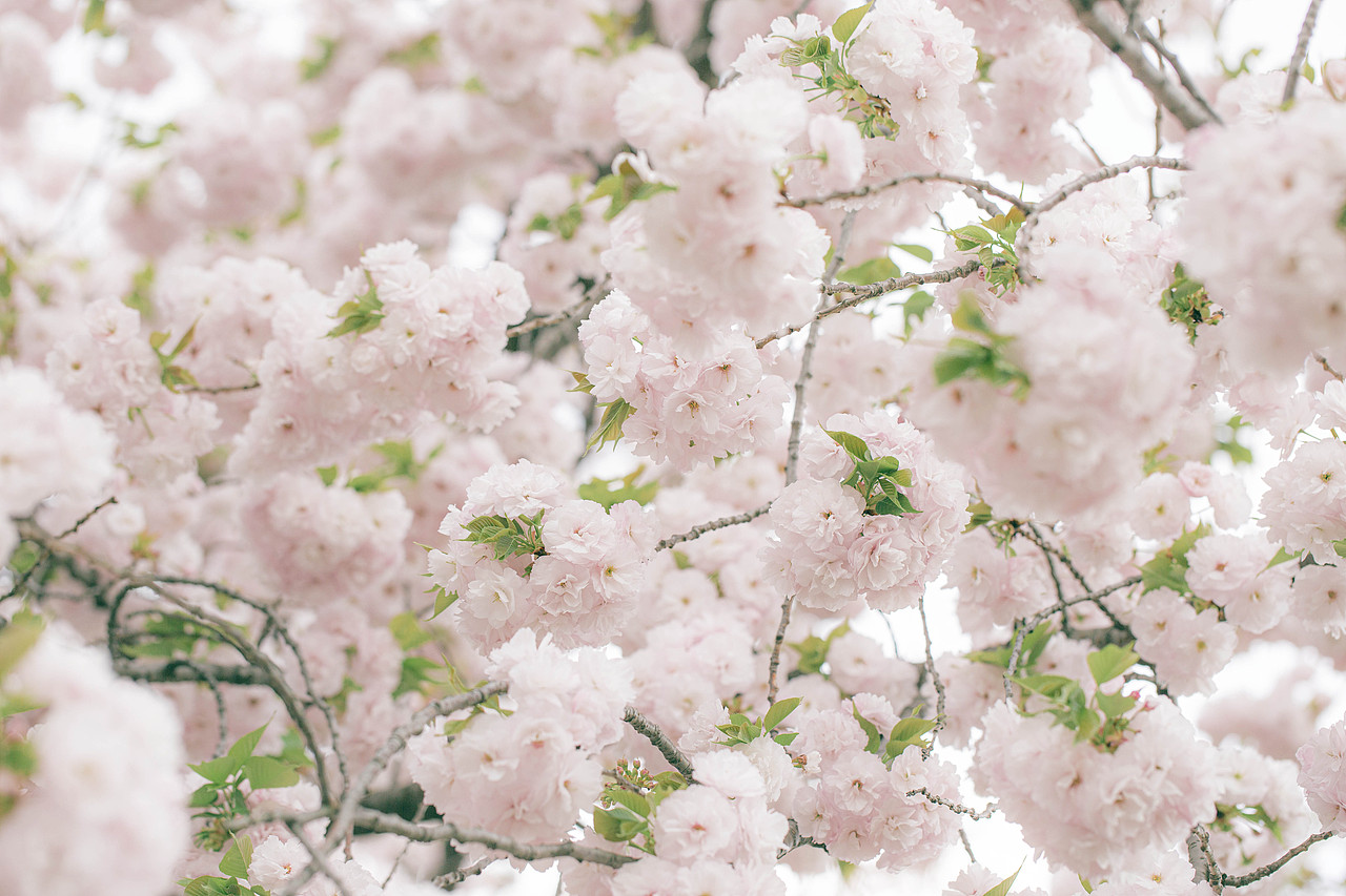 秒速5厘米（图ZMjQ5NjYwNzQ4） - 人文/纪实摄影 - 站酷设计师阳光呀阳光你别走原创素材 - 站酷ZCOOL