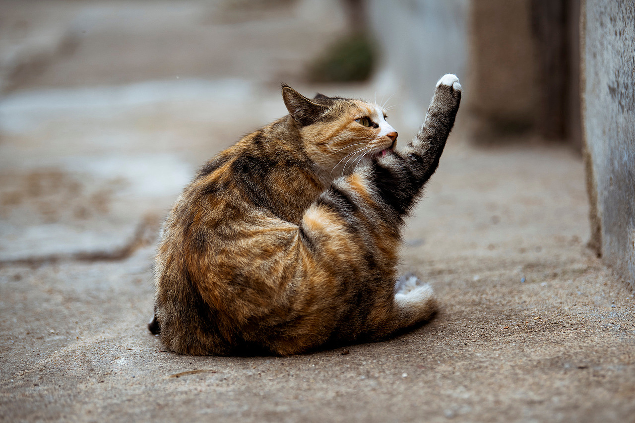 家门口的小野猫