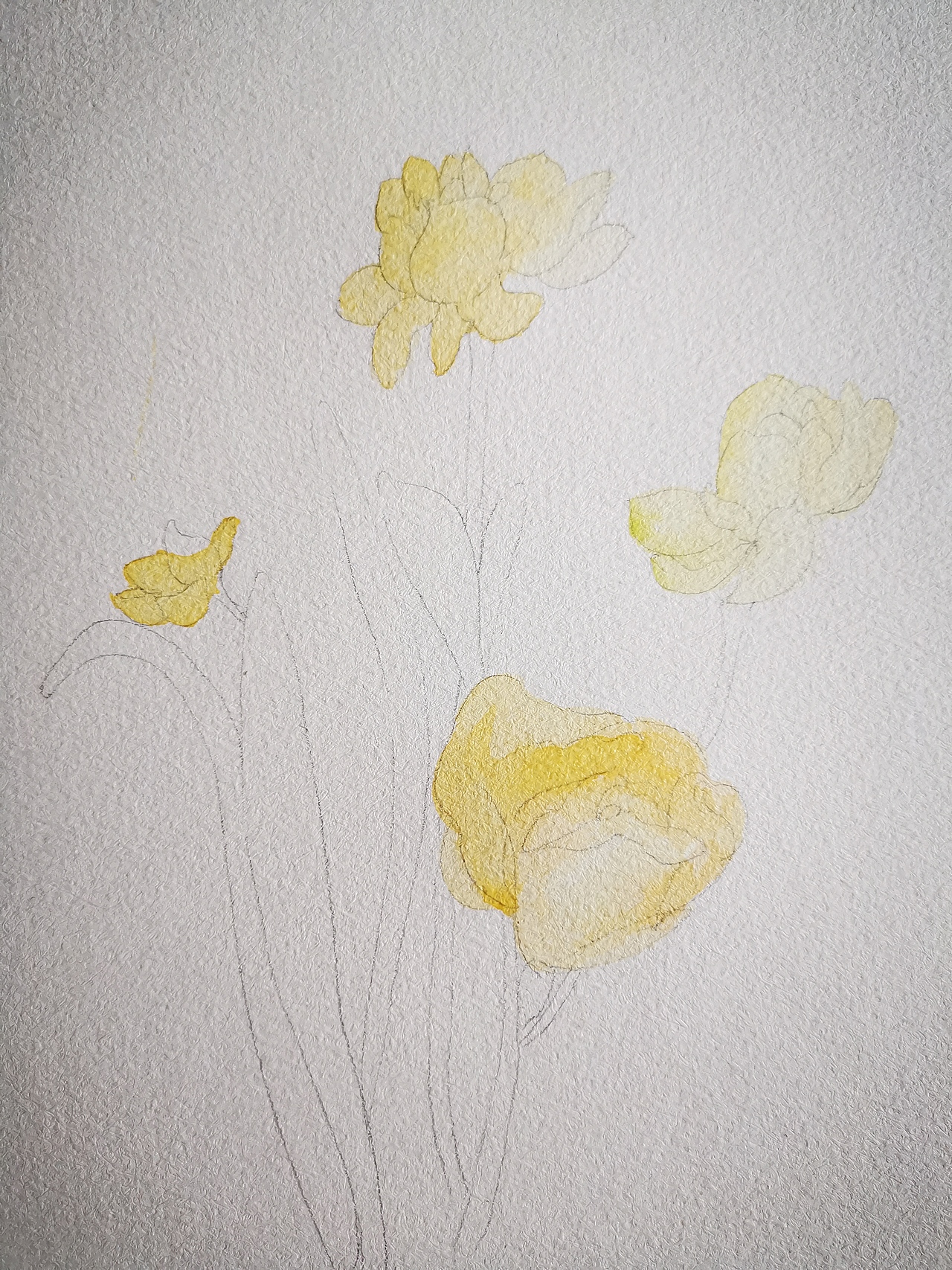 水彩花卉——水仙花练习过程图