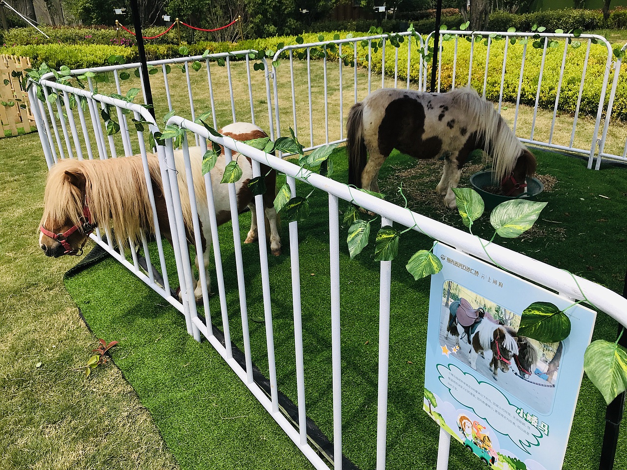 萌宠百鸟展（万达广场）（图ZMjA1NTU1OTQw） - 人文/纪实摄影 - 站酷设计师放狼的小羊原创素材 - 站酷ZCOOL