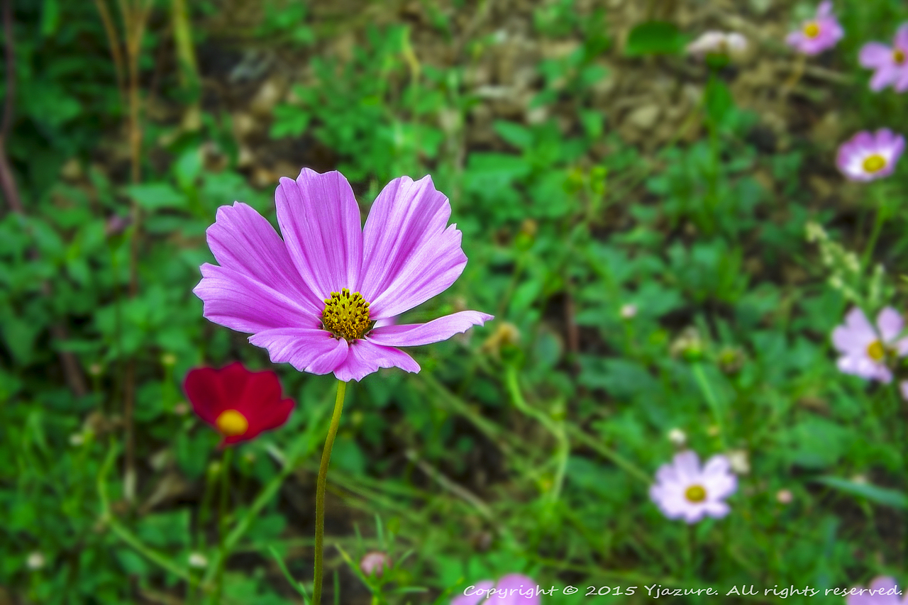 【回忆】大学这几年...in CQ 重庆
