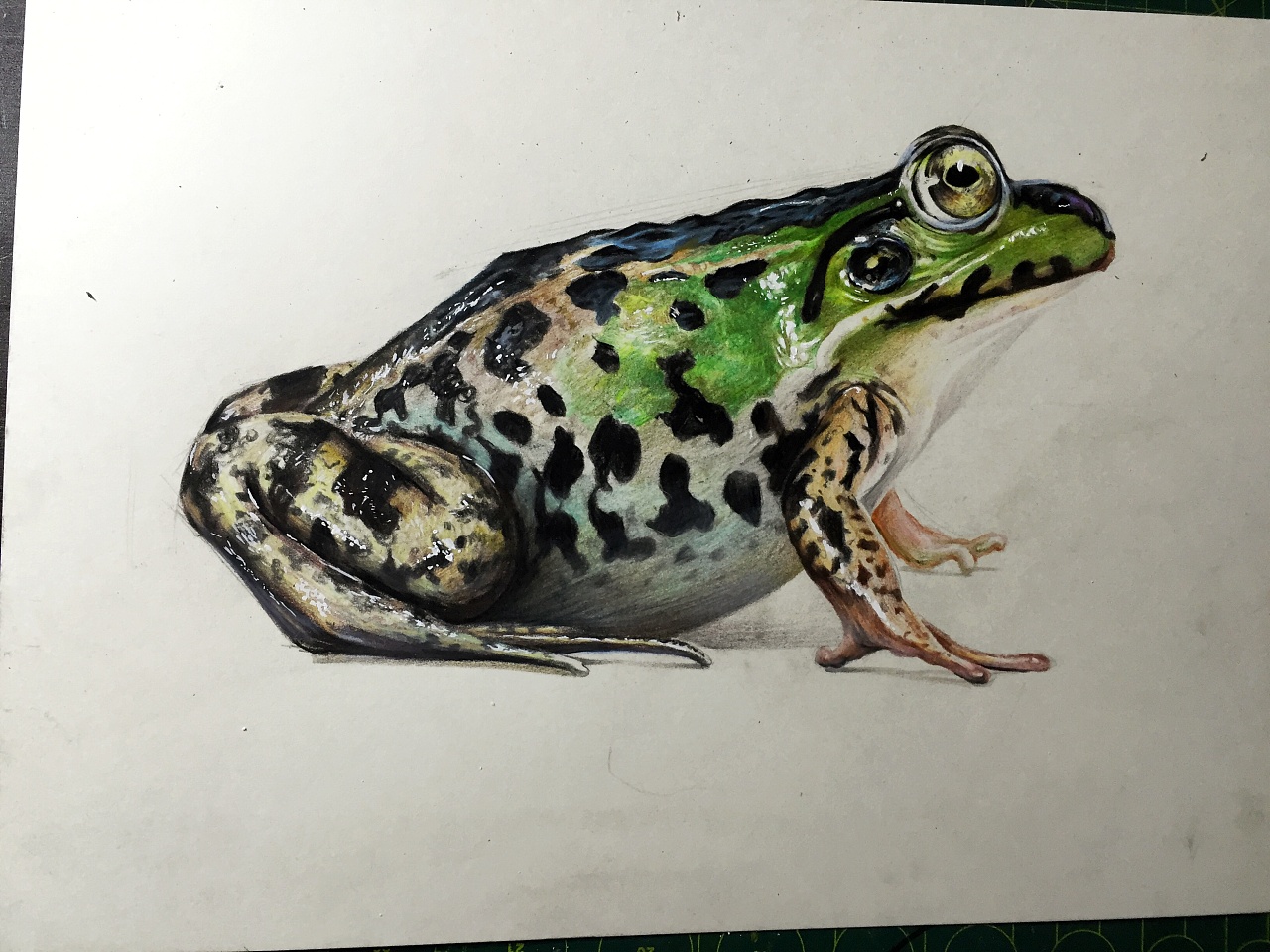 青蛙|纯艺术|绘画|张云凯 - 原创作品 - 站酷 (zcool)