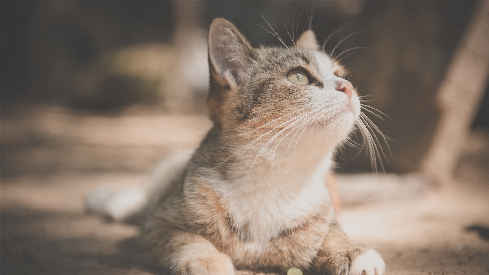 冴牙的个人主页（背景预览） - 主页背景设置 - 站酷设计师冴牙原创素材 - 站酷ZCOOL