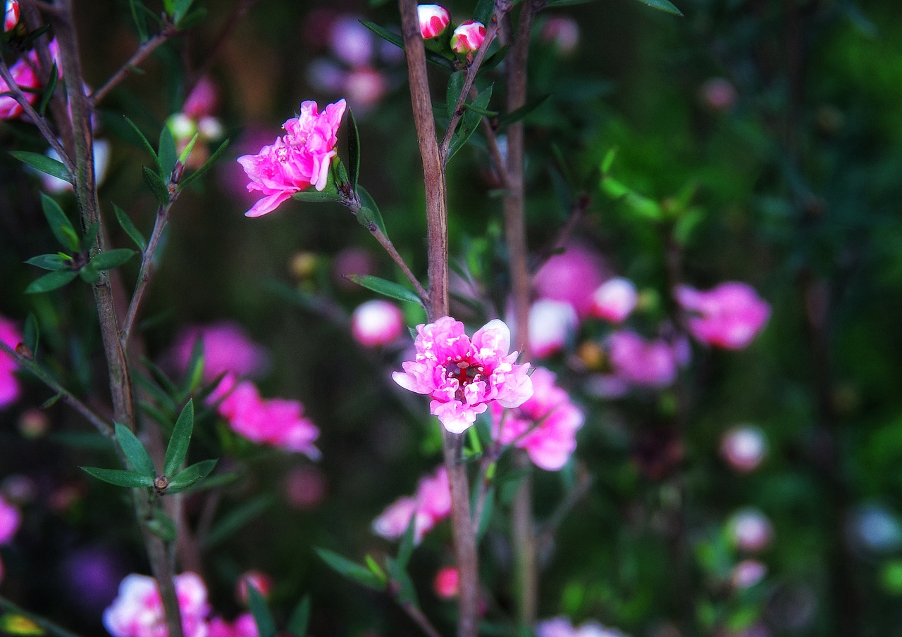深圳国际花卉中心（图ZNjk0MzEwOTI=） - 风光摄影 - 站酷设计师chenzehui原创素材 - 站酷ZCOOL