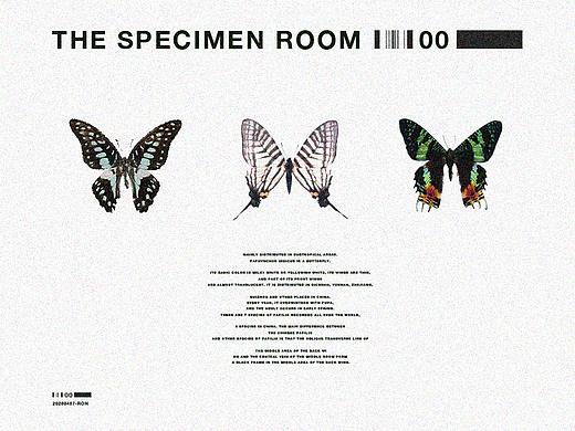 蝴蝶标本室|THE SPECIMEN ROOM