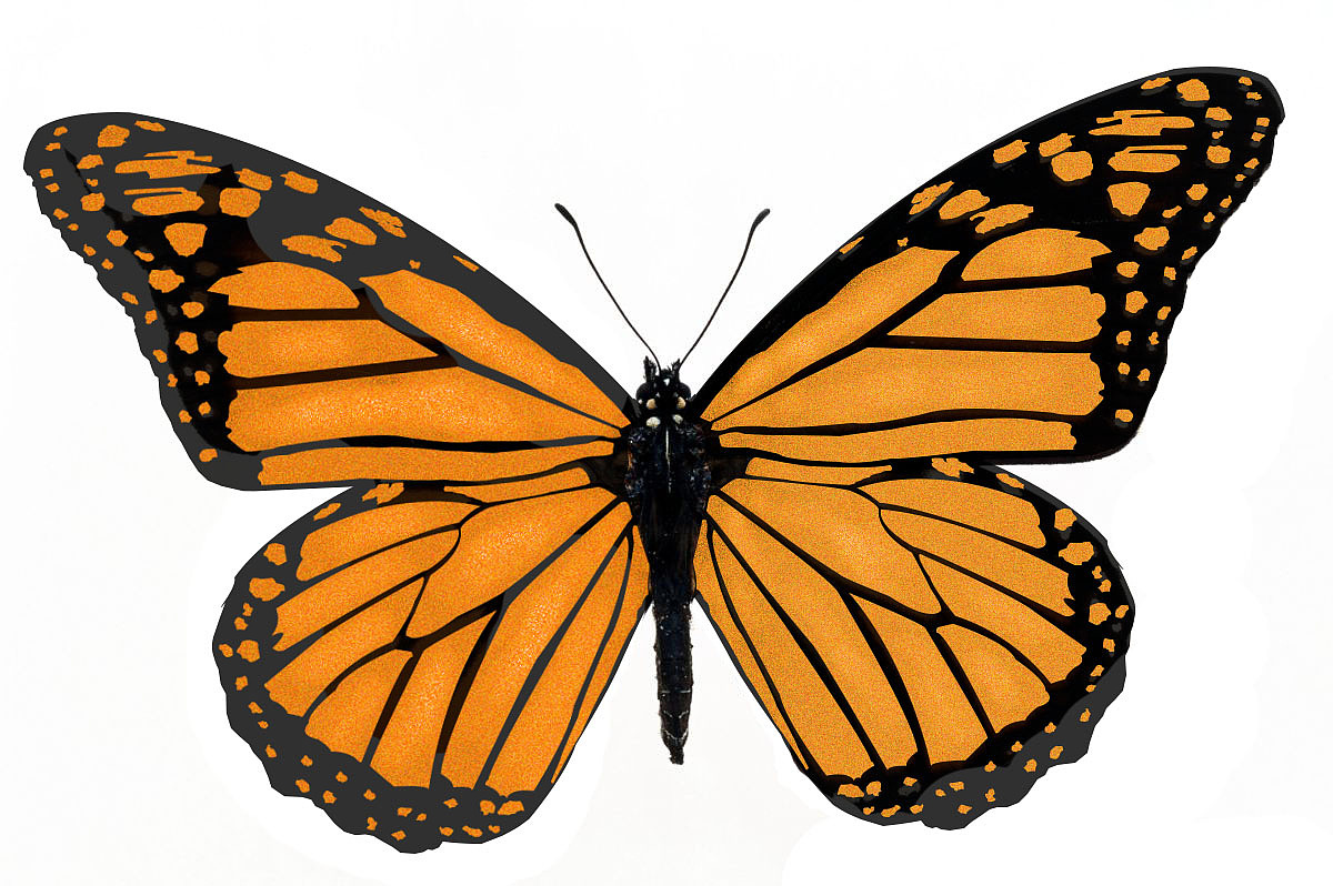 蝴蝶（圖ZNzU3OTIxNzI=） - 創(chuàng)作習(xí)作 - 站酷設(shè)計師亦是完美原創(chuàng)素材 - 站酷ZCOOL