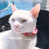 糖绿小宝MXJ的头像