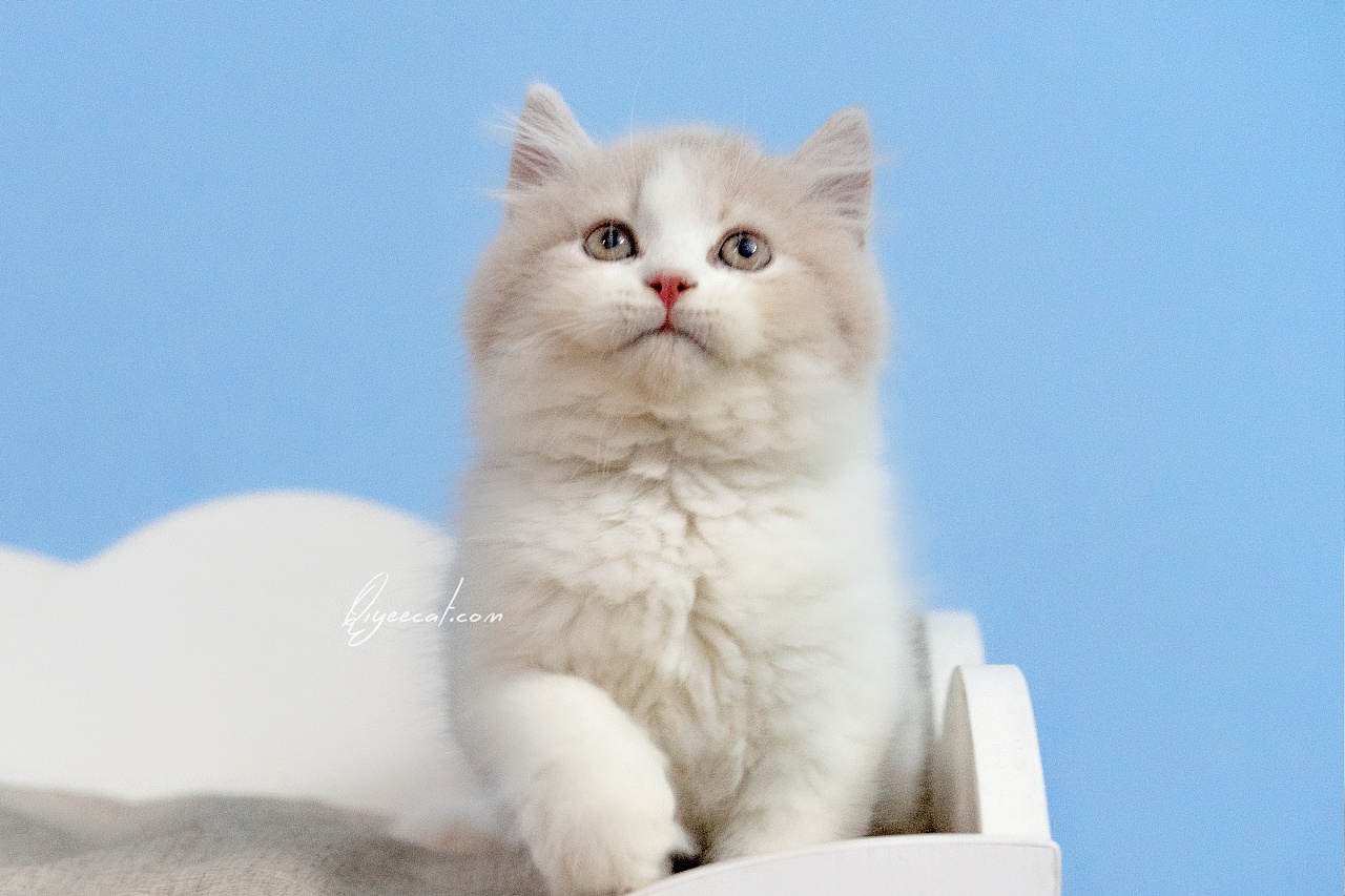 英长白猫图片
