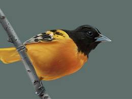 早起的鳥兒有蟲吃，漂亮的鳥兒愛歌唱。