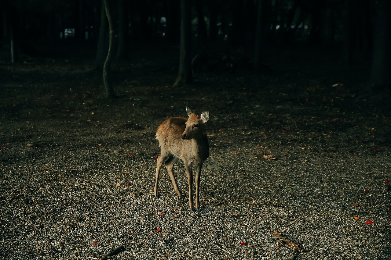 关于京都 奈良 镰仓的记忆
