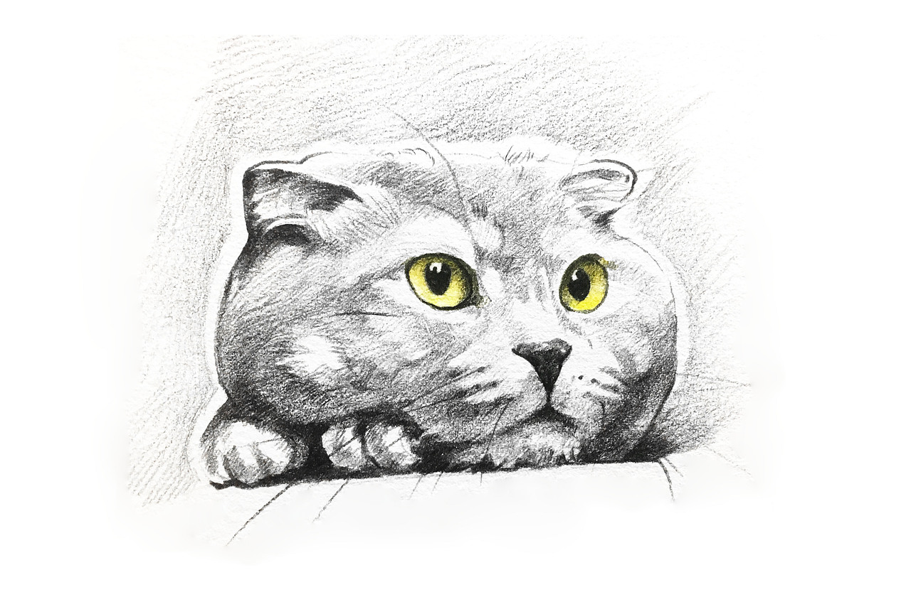 猫系列——（图ZMTAwMDMzNTUy） - 绘画 - 站酷设计师無为刺青原创素材 - 站酷ZCOOL