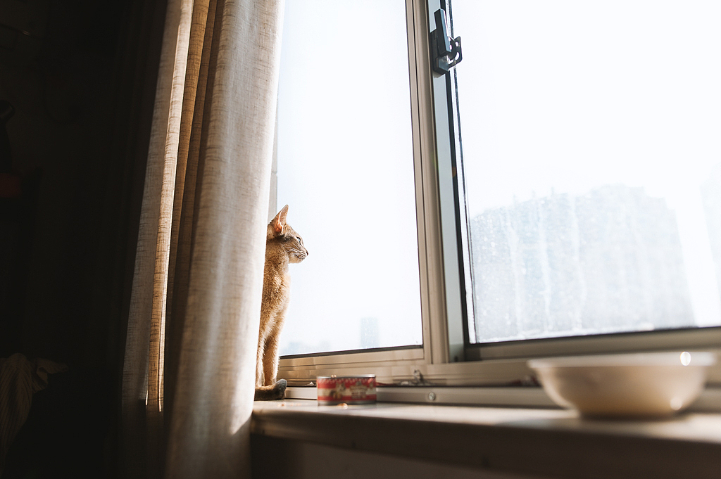 【均木纪实宠物摄影】 独特的喵星人--阿比西尼亚猫（图ZMTQ2MjU5MDg4） - 宠物摄影 - 站酷设计师均木纪实宠物摄影原创素材 - 站酷ZCOOL