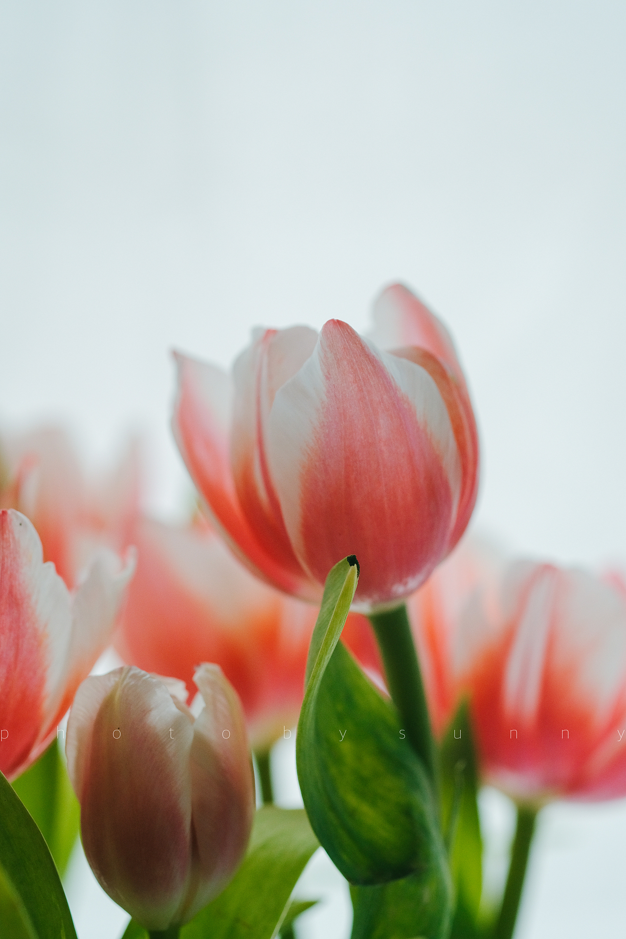 植物｜郁金香（图ZMzM0NTczOTc2） - 时尚/艺术摄影 - 站酷设计师萨妮灰原创素材 - 站酷ZCOOL