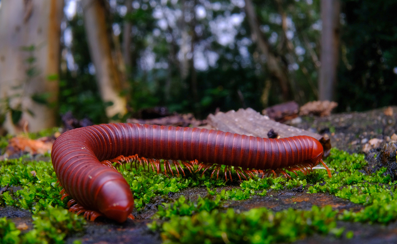 马路【千足虫】