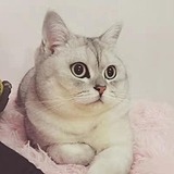 YUAN是这个袁的头像