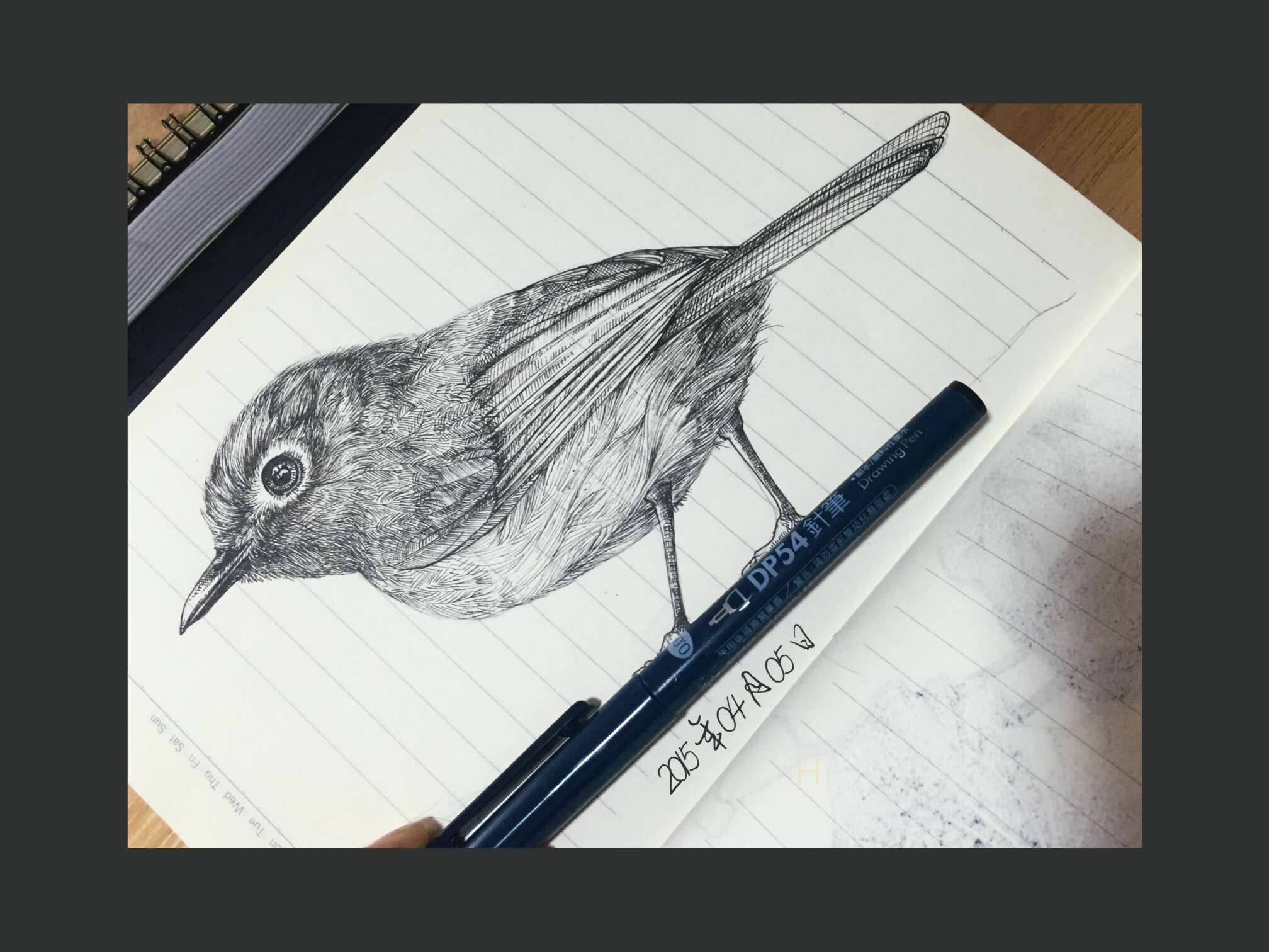 鸟 练习 钢笔画