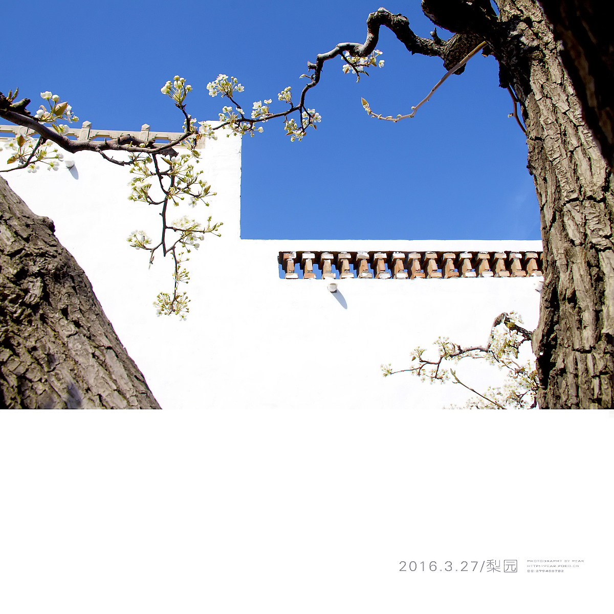 2016.3.27/梨园（图ZNDUzNTU4MTY=） - 风光摄影 - 站酷设计师pear1103原创素材 - 站酷ZCOOL