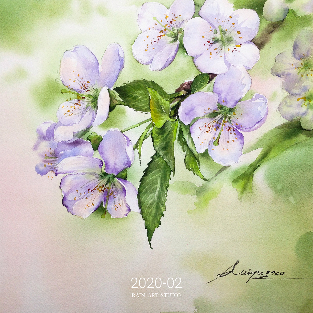 第四季线上水彩基础课第6课时梨花