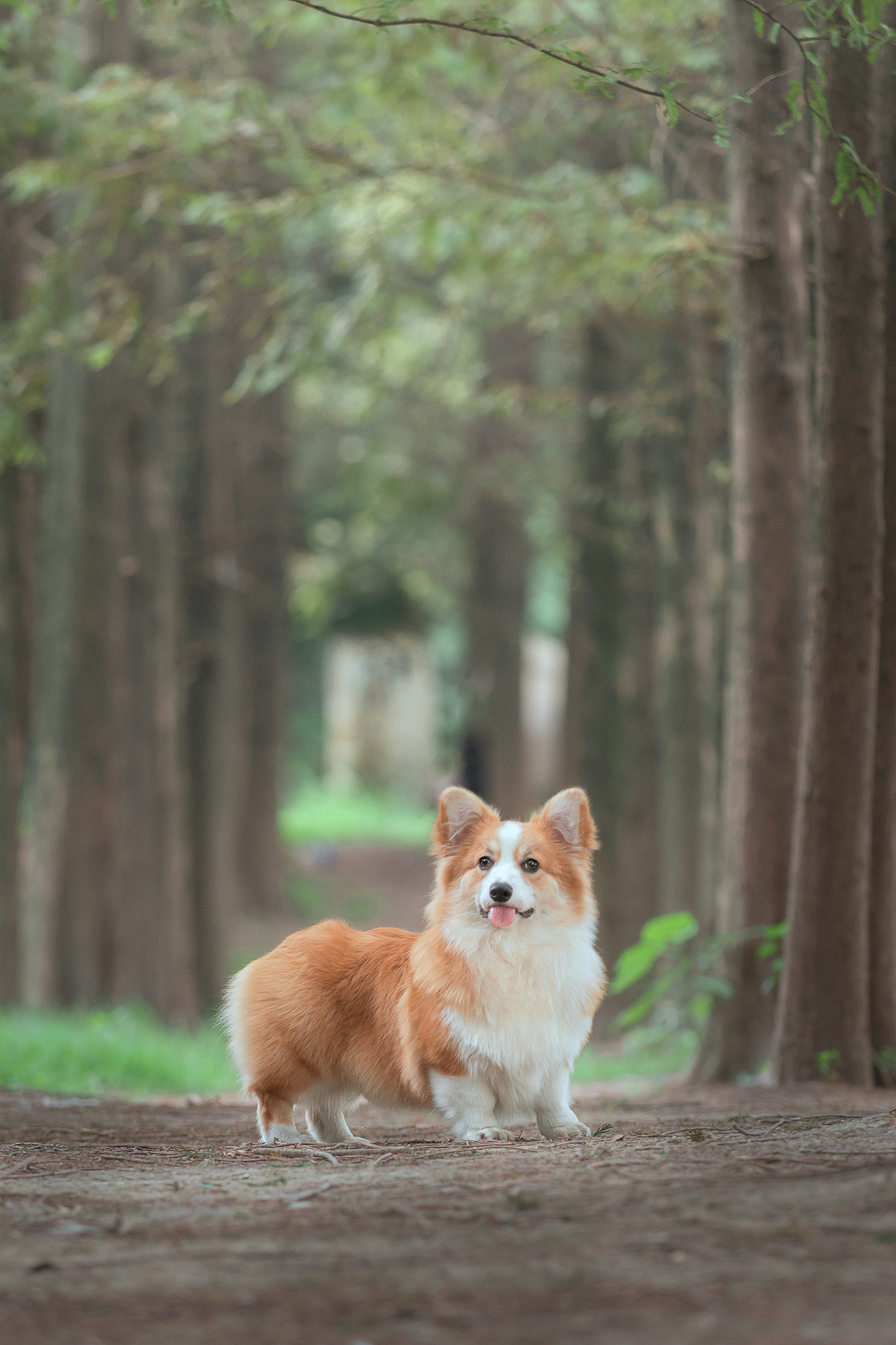 长毛柯基-洛杉矶【均木纪实宠物摄影】|摄影|宠物摄影|均木纪实宠物摄
