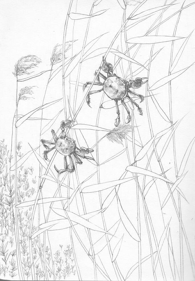 紅海灘之圓境印象（圖ZODI0MDQxNDA=） - 藝術(shù)插畫 - 站酷設(shè)計師米果migour原創(chuàng)素材 - 站酷ZCOOL