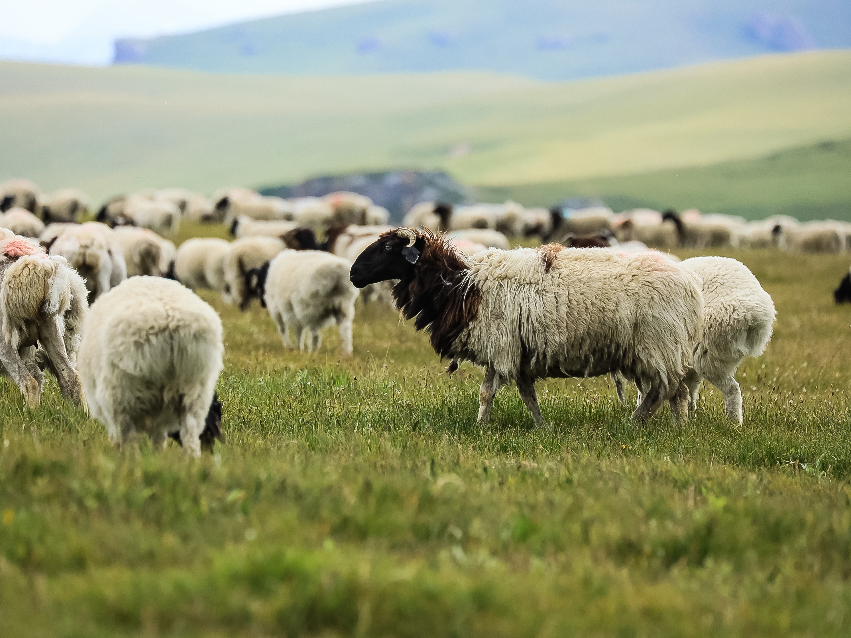 甘肃境内 ，靖远滩羊 最负盛名。