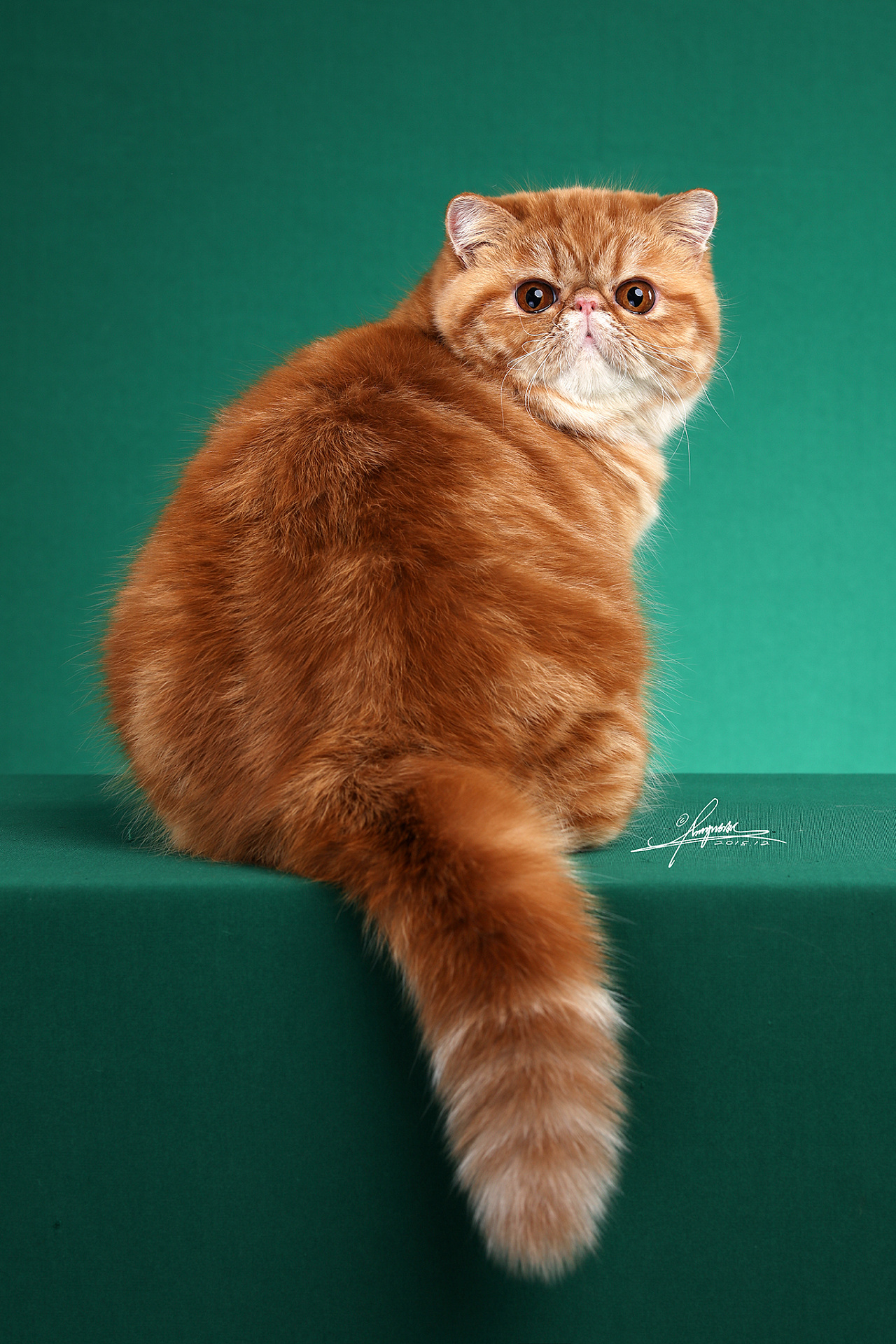 加菲猫|摄影|动物|AMYWORKS赛猫摄影 - 原创作品 - 站酷 (ZCOOL)