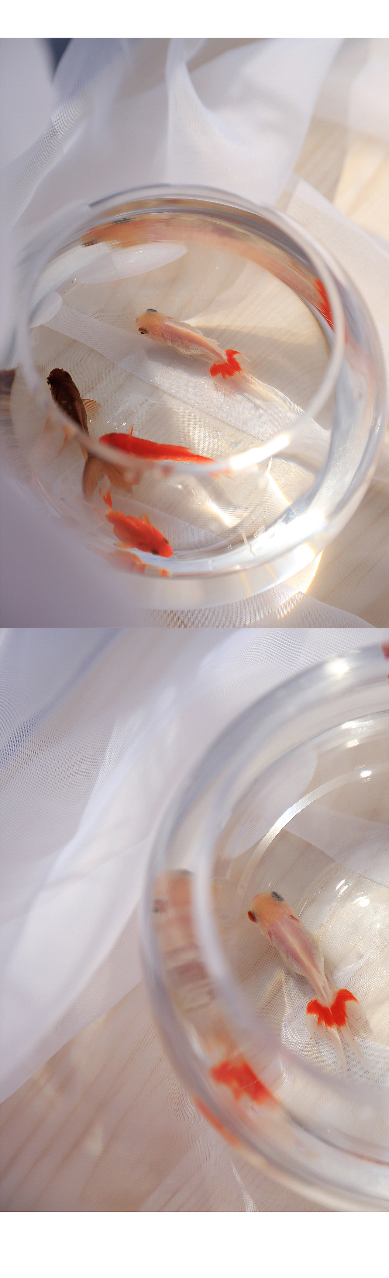 小金鱼（图ZNzIwMjc5NDg=） - 宠物摄影 - 站酷设计师陈亦心原创素材 - 站酷ZCOOL